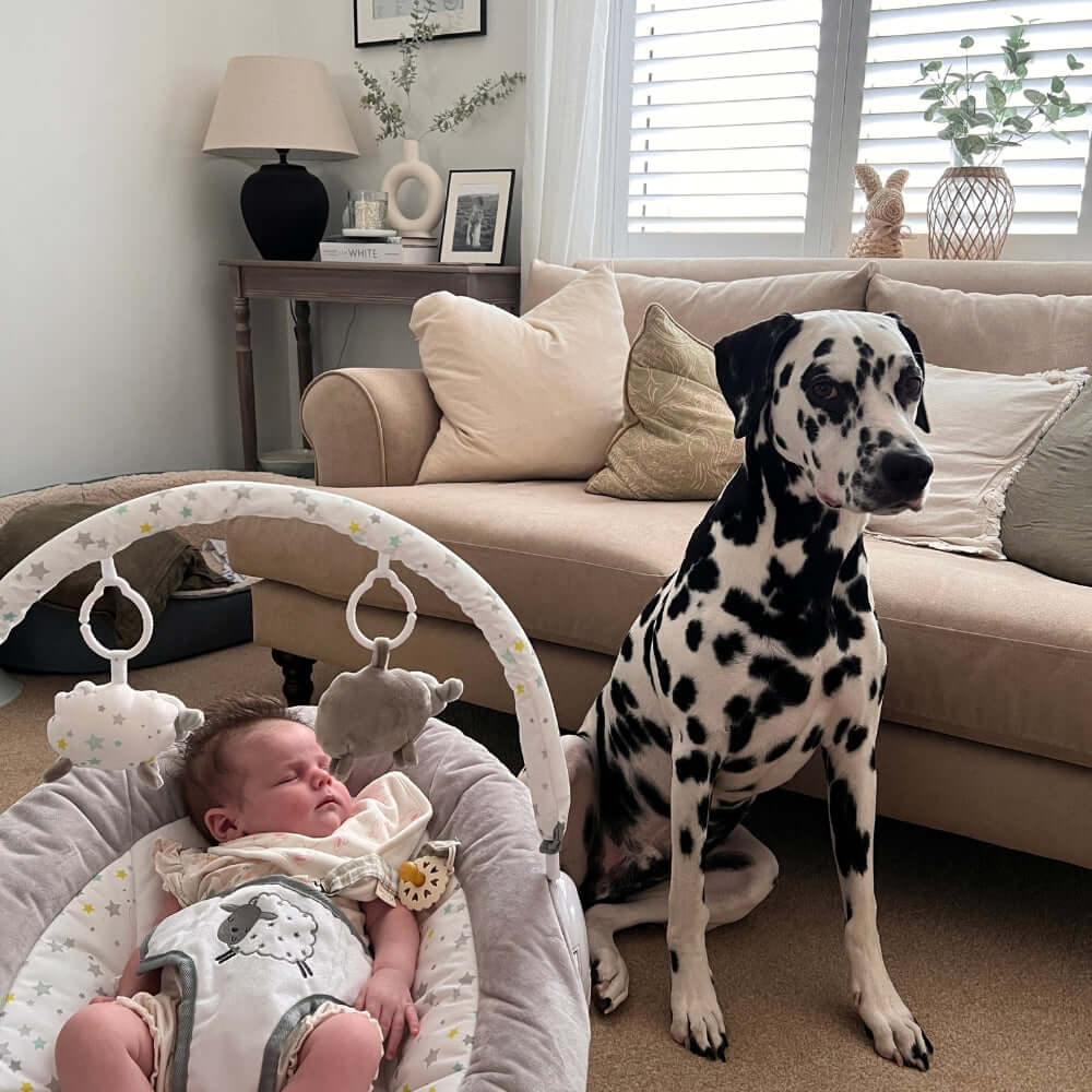 Baby in Counting Sheep Baby Bouncer next to a Dalmation dog - Clair de Lune UK