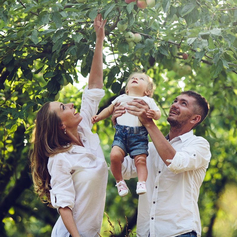 Mum, dad and baby all dressed in jeans and white shirts picking apples in the orchard | Family Time - Clair de Lune UK