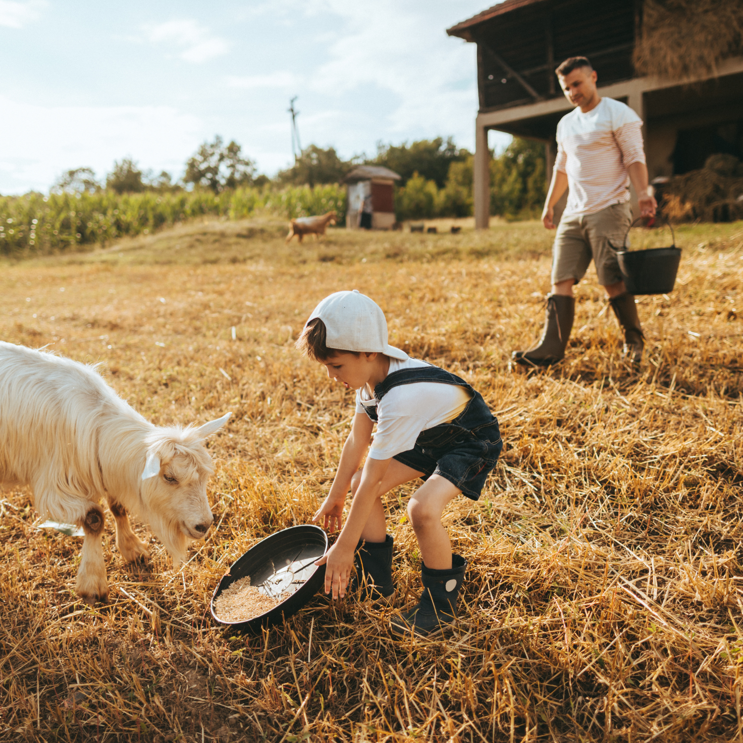 Dad and son in a field wearing t-shirts and wellies feeding a goat | Family Time - Clair de Lune UK